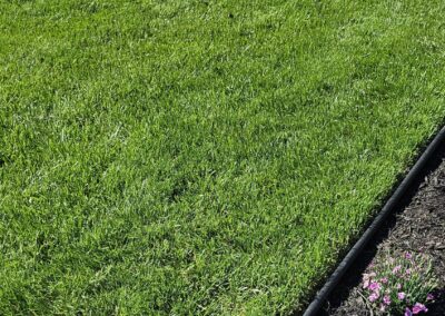 Freshly Mowed Grass