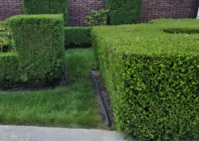 Manicured Shrubbery