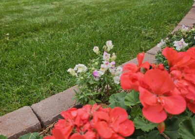 Mowed Grass