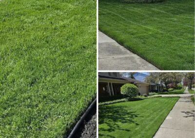 Mowed and Trimmed Yard