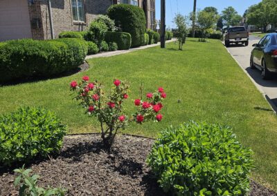 Mulched Garden Bed