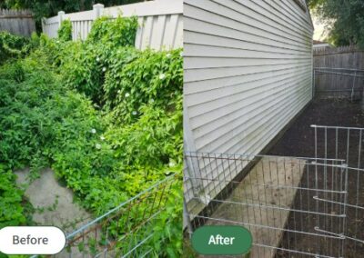 Overgrown Vine Cleanup