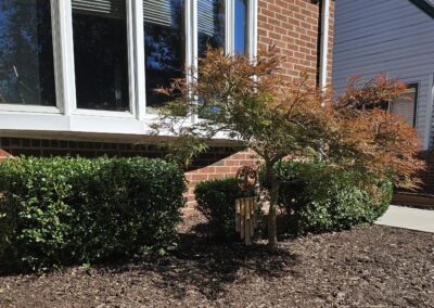 Trimmed shrubbery