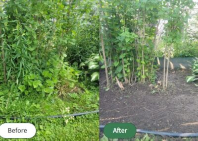 Garden clean-up